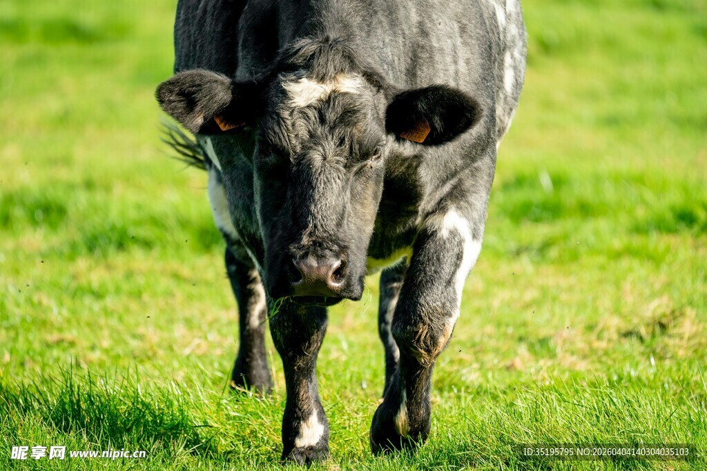 草地上的黑色奶牛
