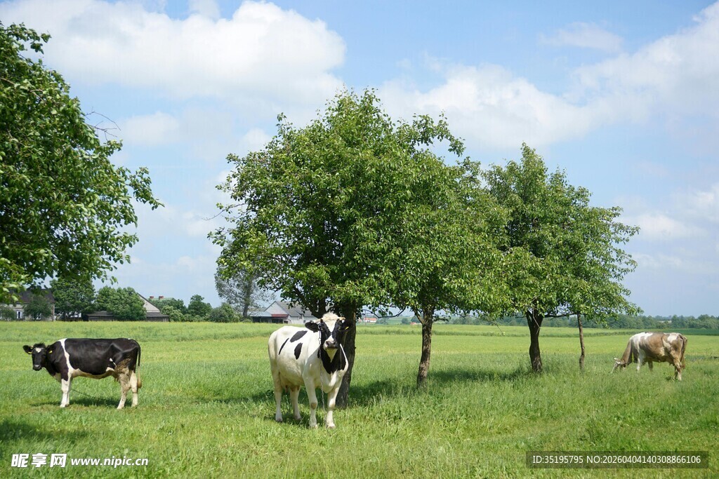 田园牧场上的黑白花奶牛