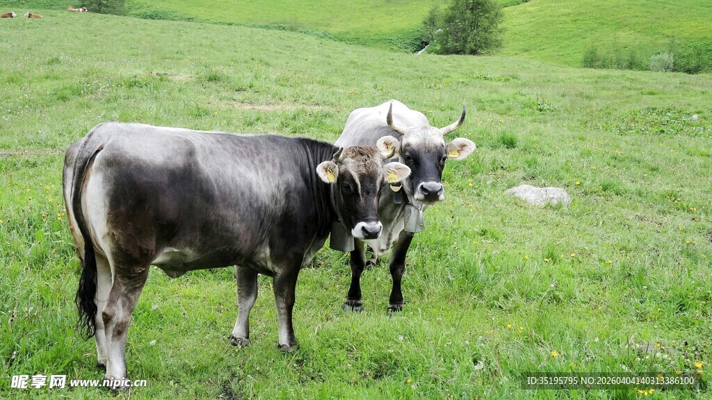 草原上的两头牛