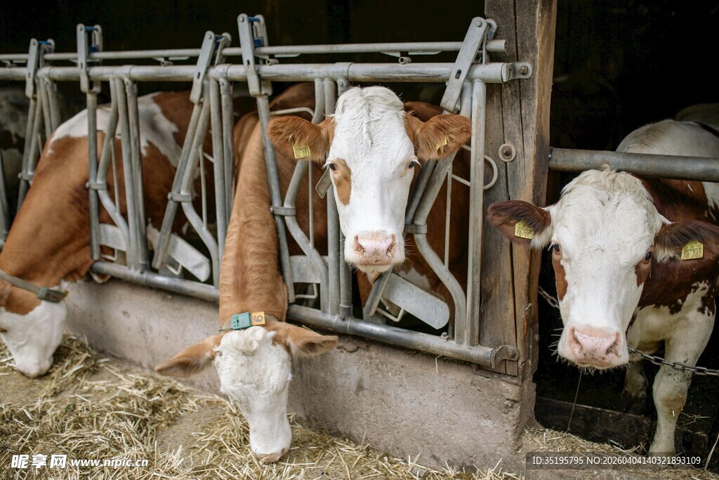 牛舍中探出头的几头奶牛