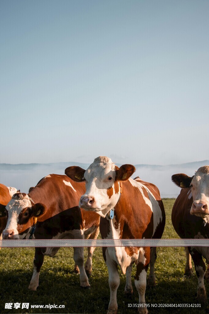 田野中的几头奶牛