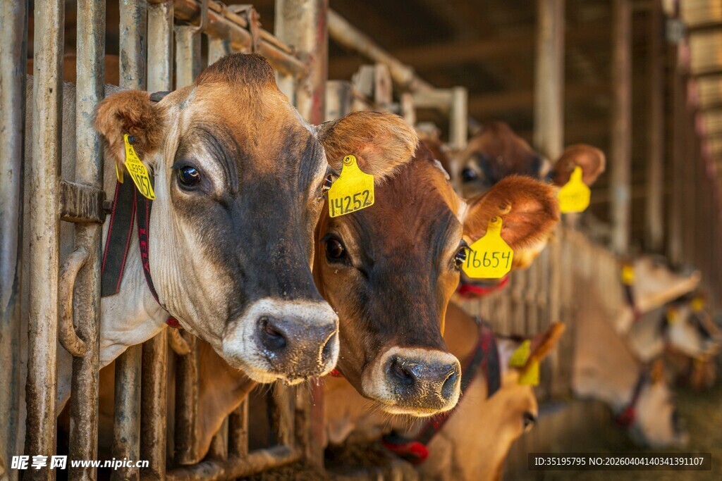 牛舍中探头的几头奶牛
