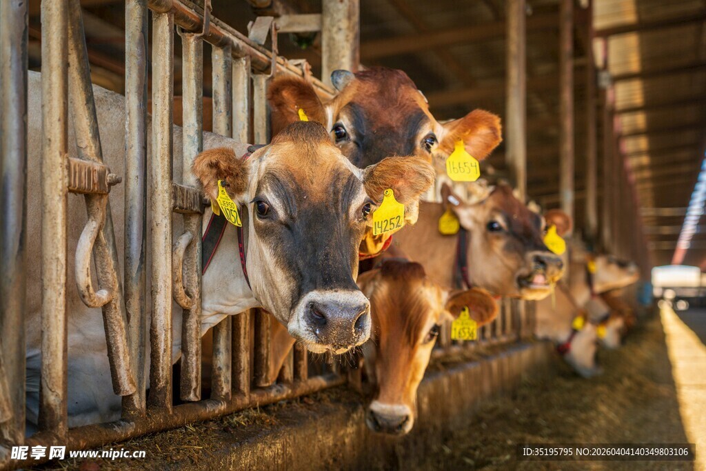 牛栏中戴花饰的可爱奶牛