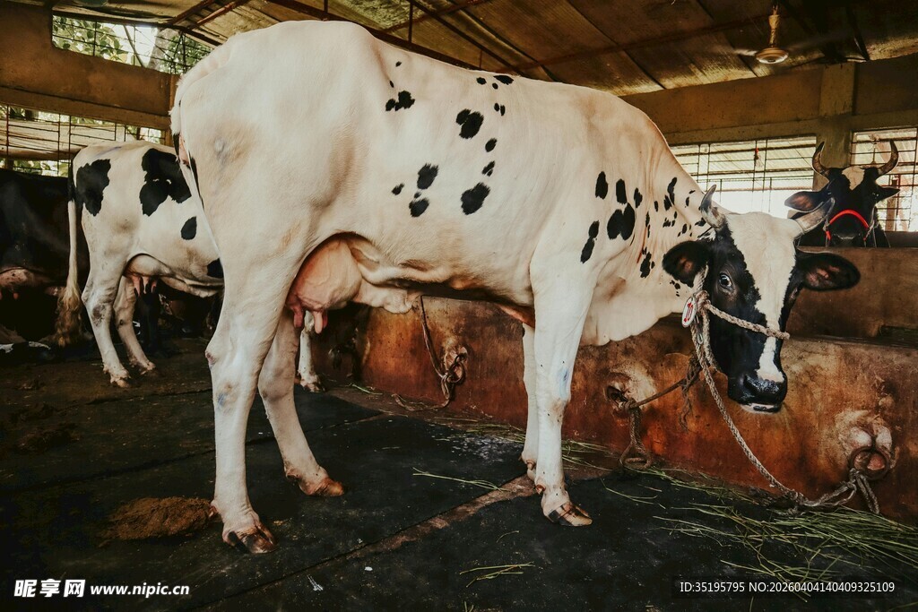 牛舍中的黑白花奶牛