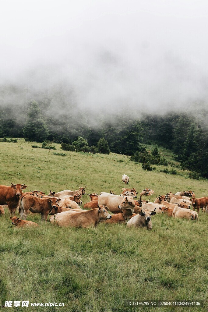 草原上的牛群与云雾