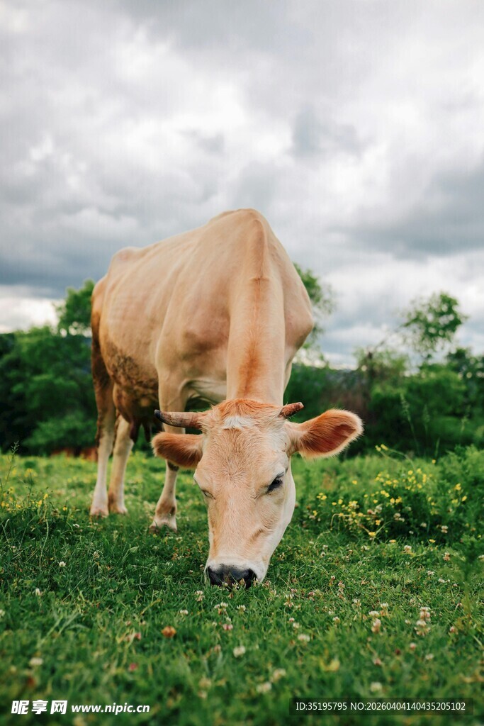 草地中的牛低头吃草
