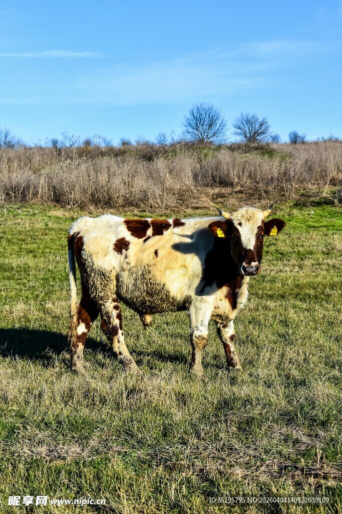 草地上的两头花斑牛