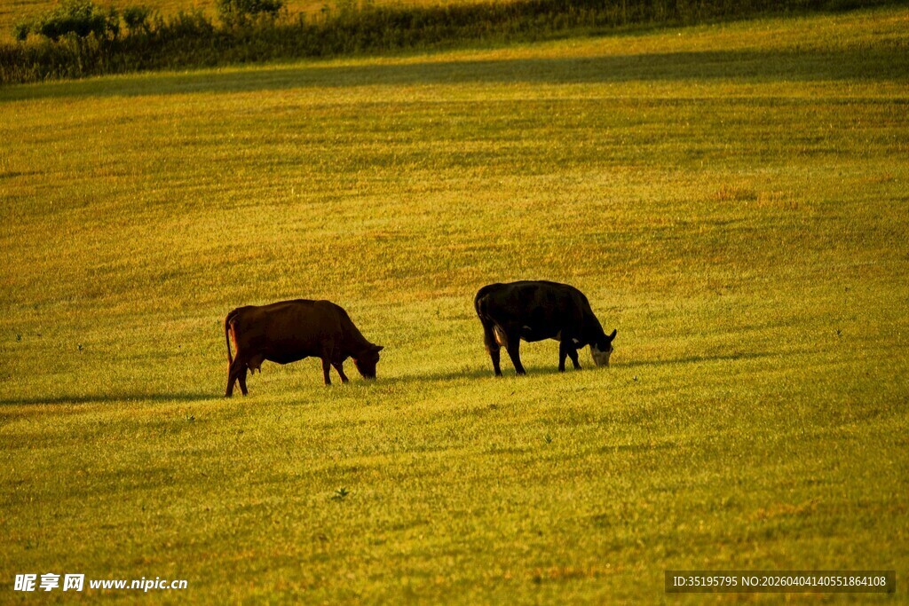 草原上的两头牛在吃草