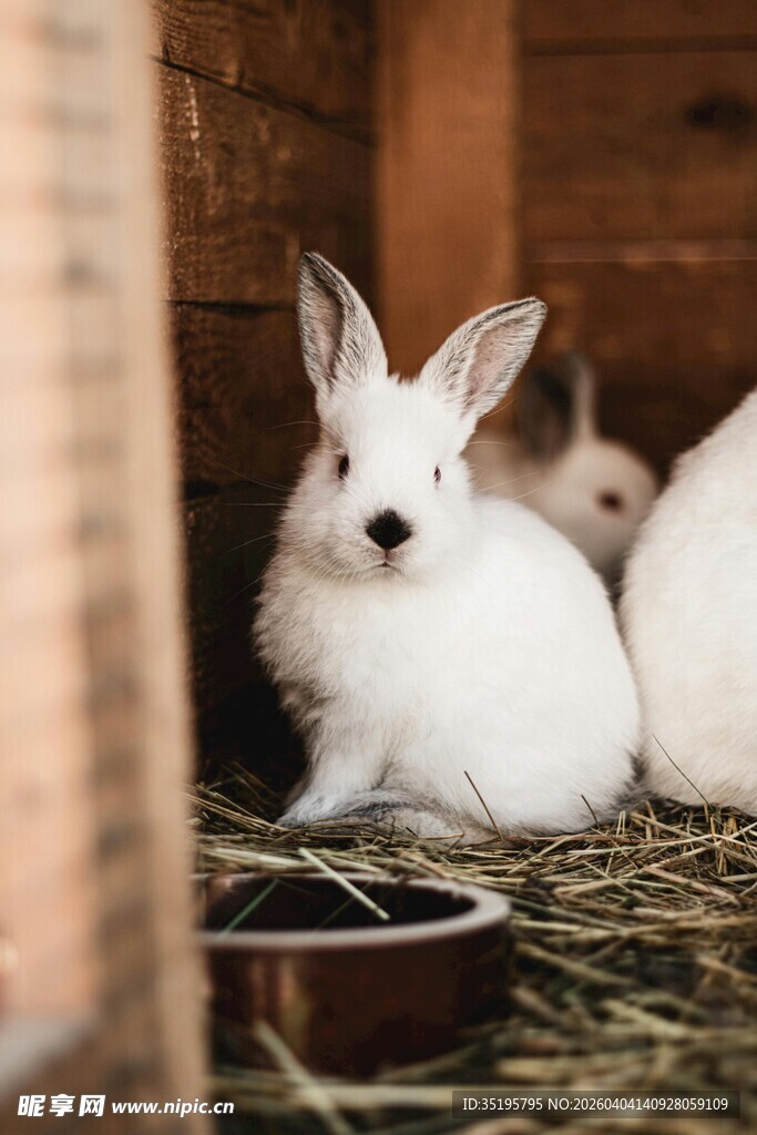 可爱白兔在窝中休憩