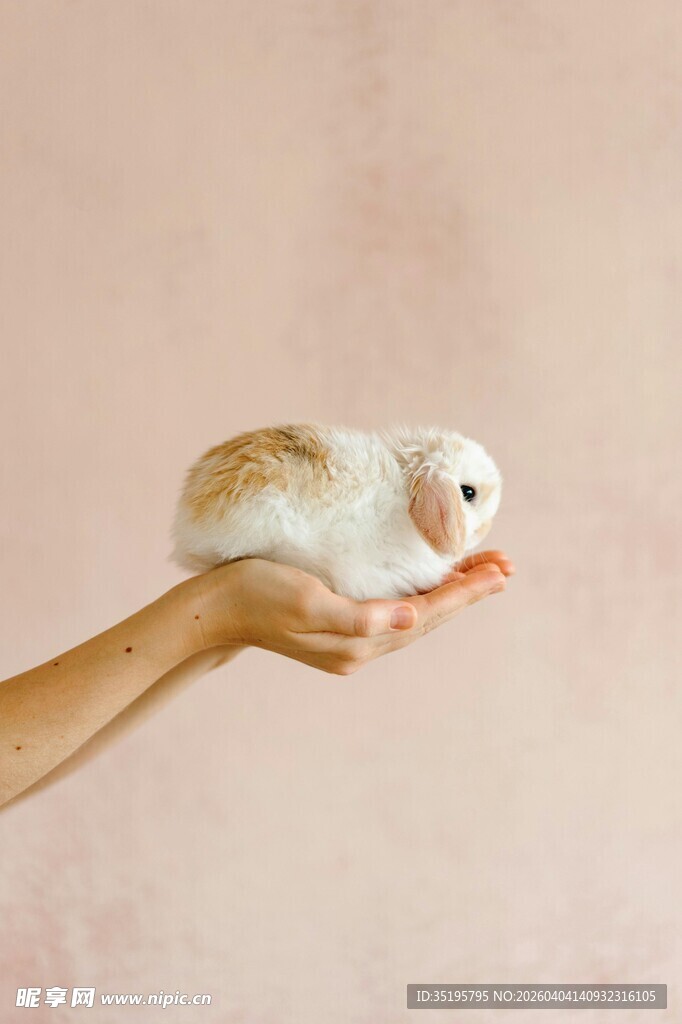 手托可爱小仓鼠
