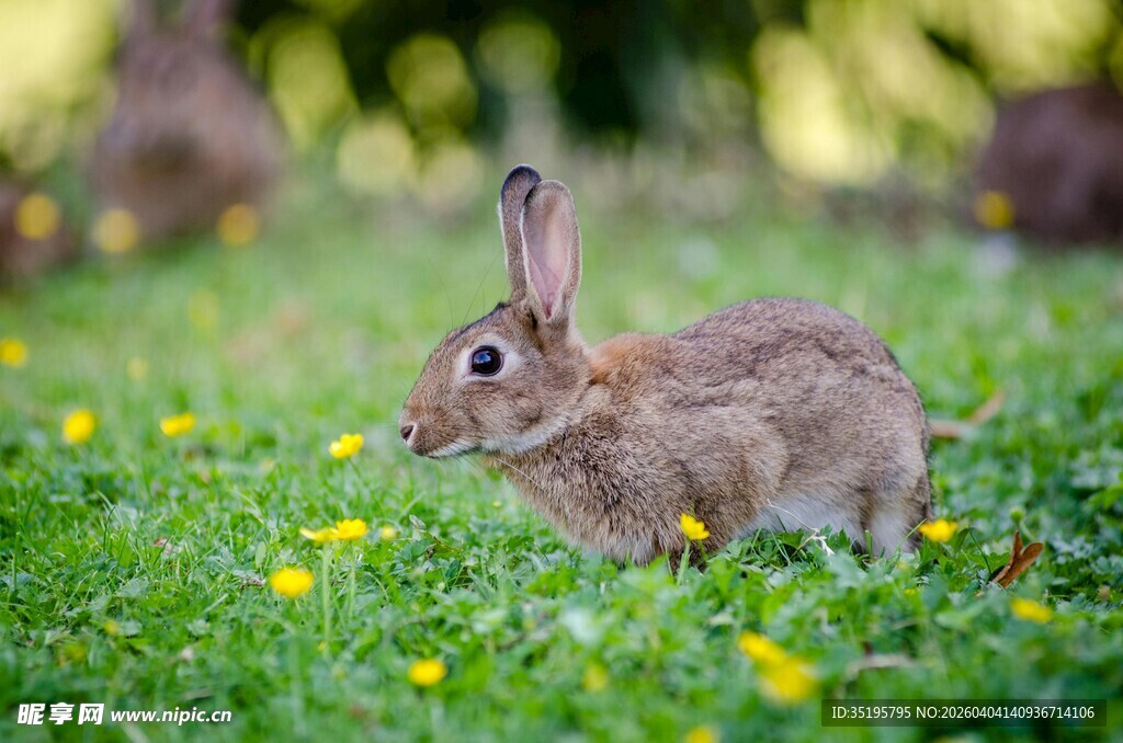草地上的可爱野兔