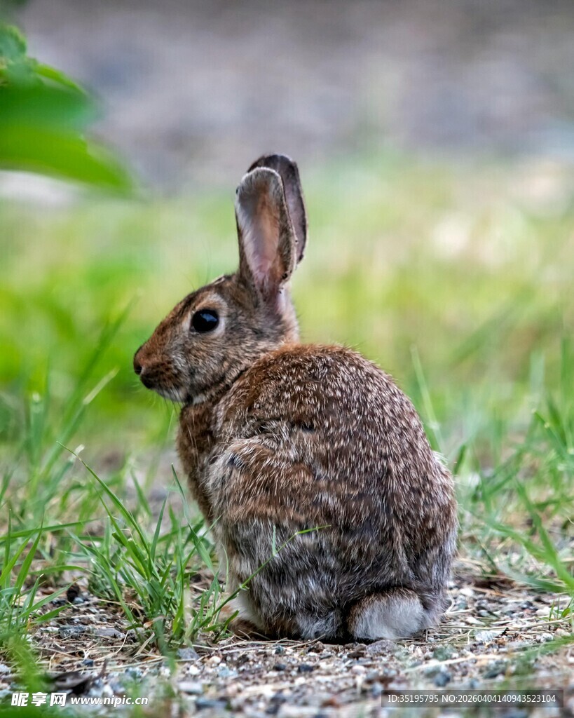 草地上的可爱野兔