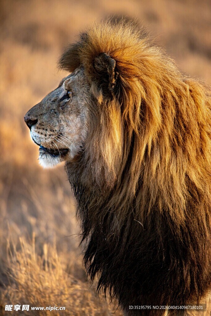 草原雄狮尽显王者风范
