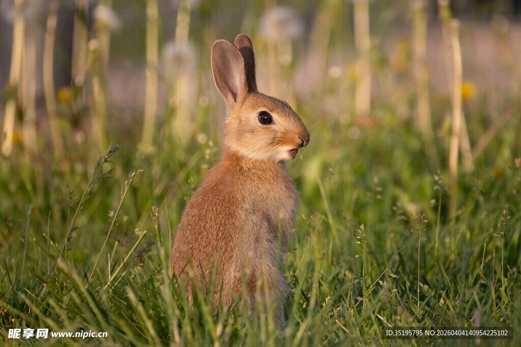 草地上站立的可爱小兔子
