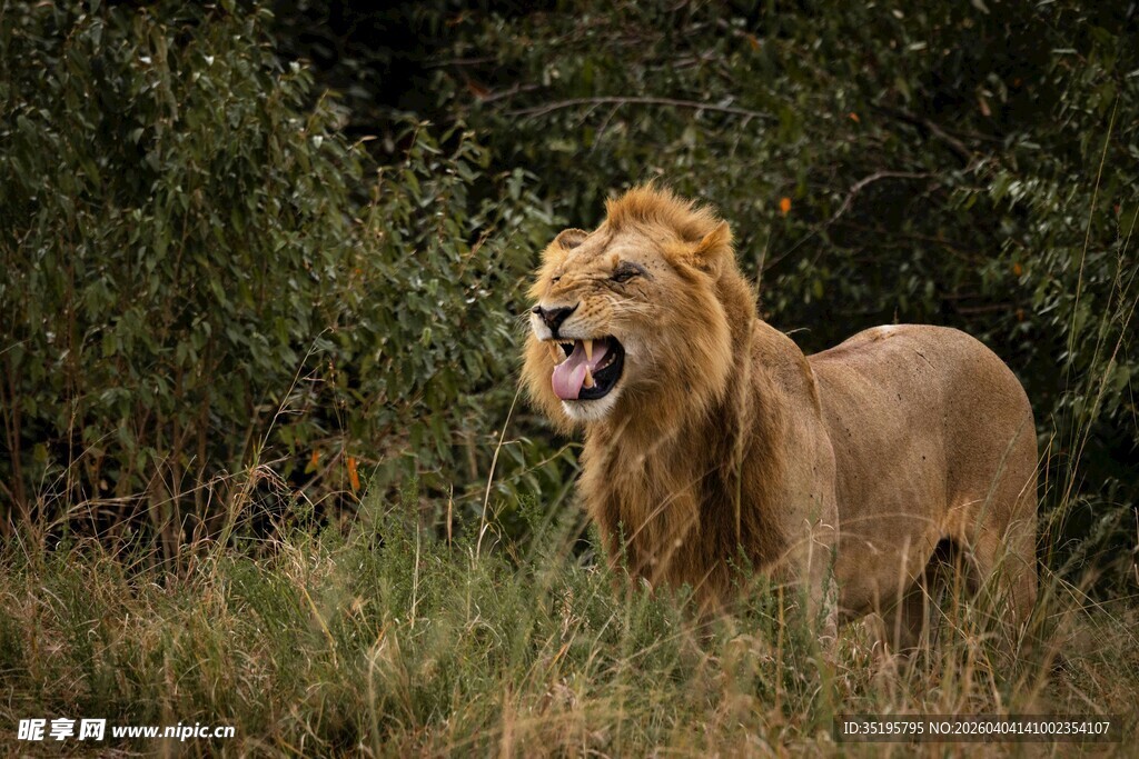 草原上咆哮的雄狮