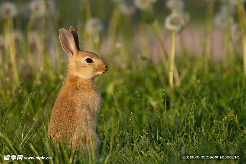 草地上的可爱站立小兔子