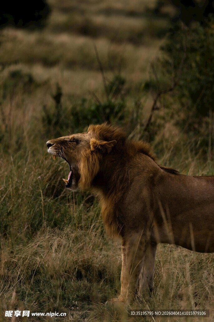 草原上咆哮的雄狮