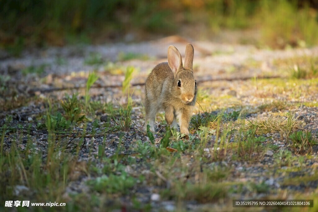 草地上的可爱野兔