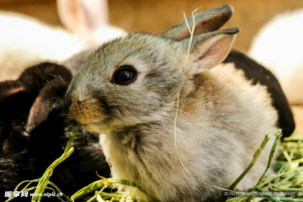 可爱小兔进食中