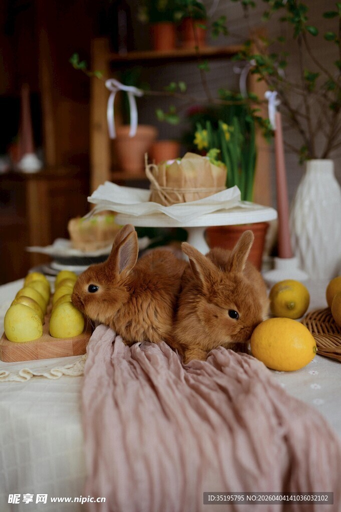 慵懒猫咪卧于丰盛水果旁