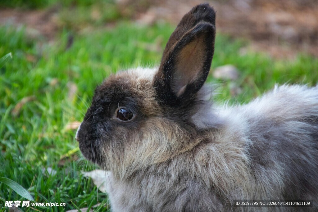 草地上的长毛兔子