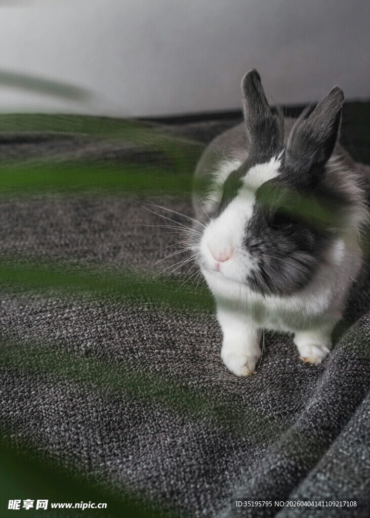 可爱灰白猫咪趴坐毛毯上