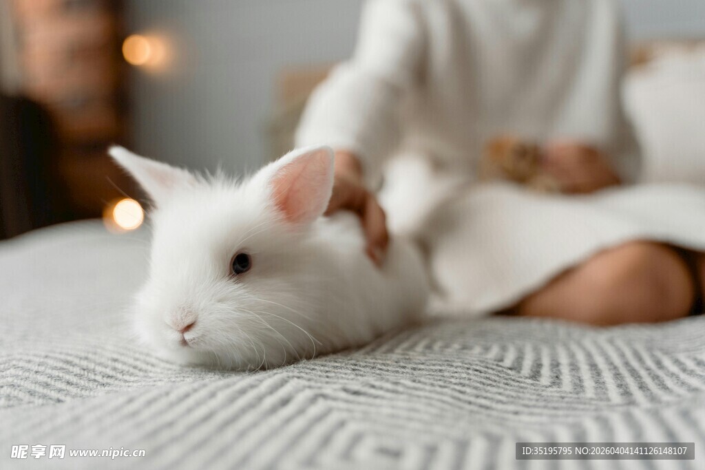 可爱白兔趴于柔软织物上