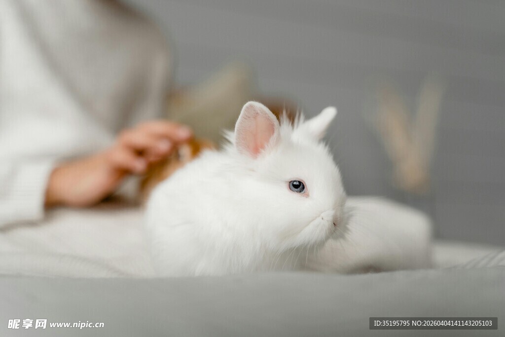 温柔抚摸可爱白兔瞬间