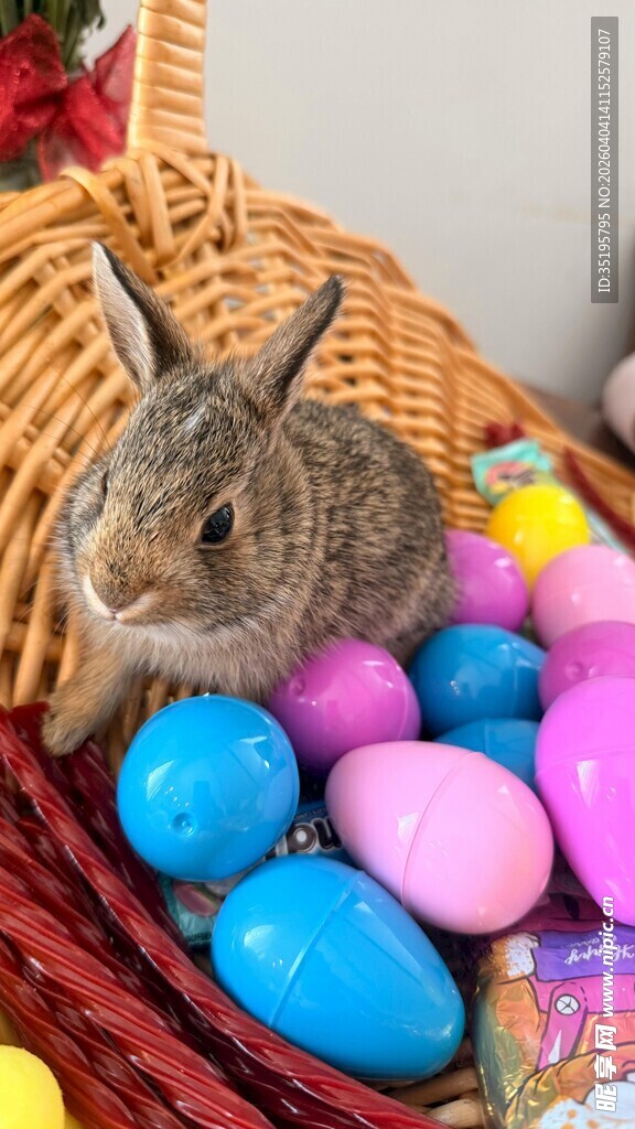 兔子与彩蛋的欢乐组合