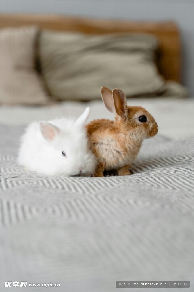 床上依偎的两只可爱兔子