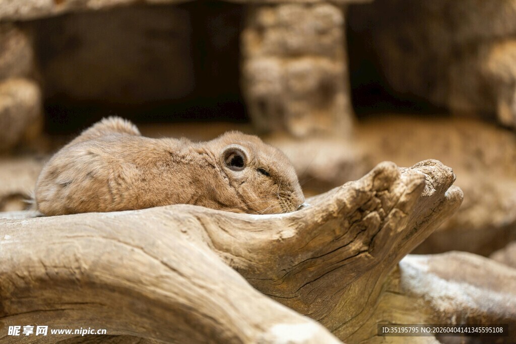 木头上休憩的可爱小松鼠