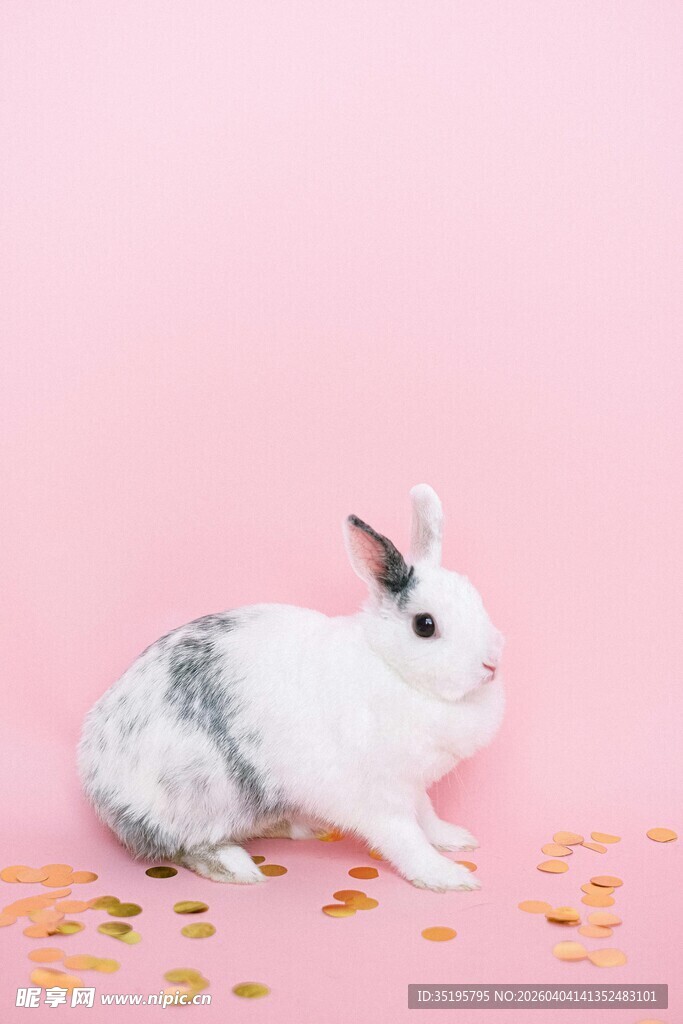 粉背景下可爱的灰白兔子