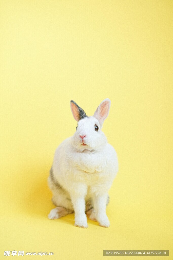 黄色背景上的可爱白兔