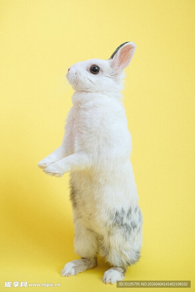 站立白兔态尽显