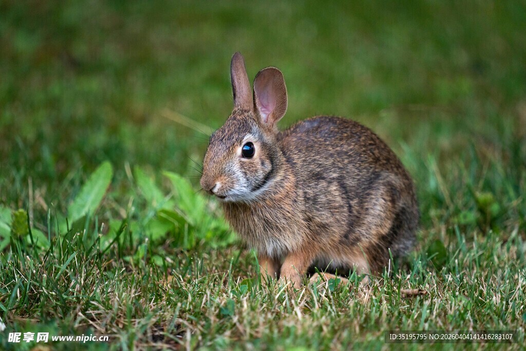 草地上的可爱小兔子