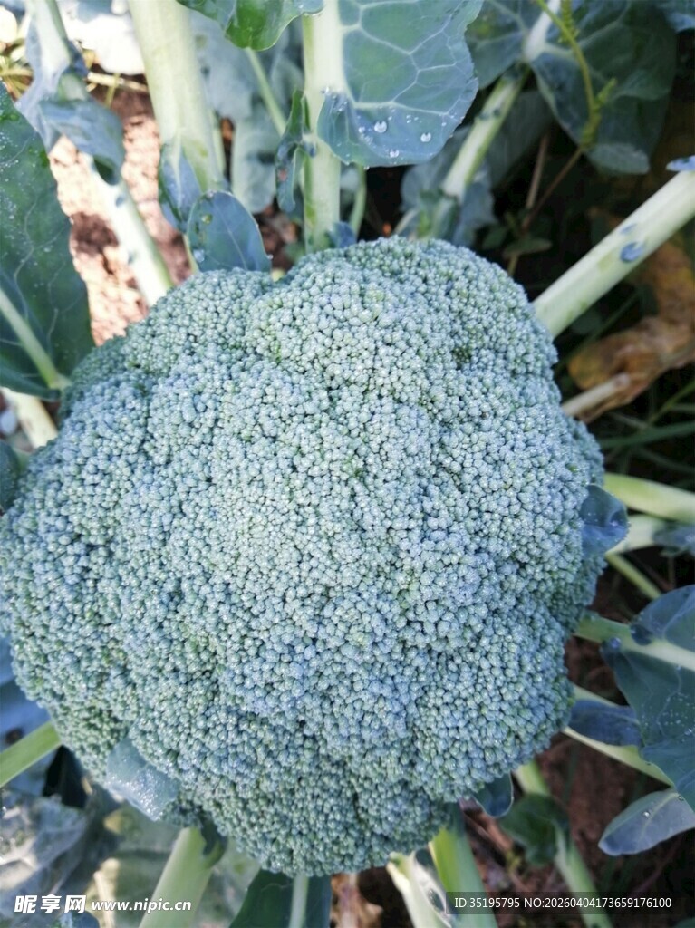 新鲜西兰花特写