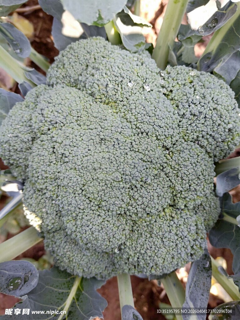 新鲜西兰花特写