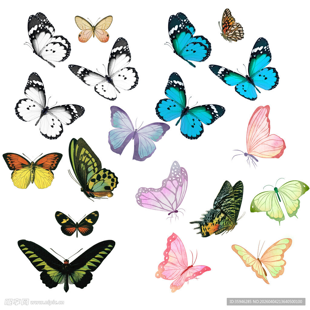 NZ多彩蝴蝶集合