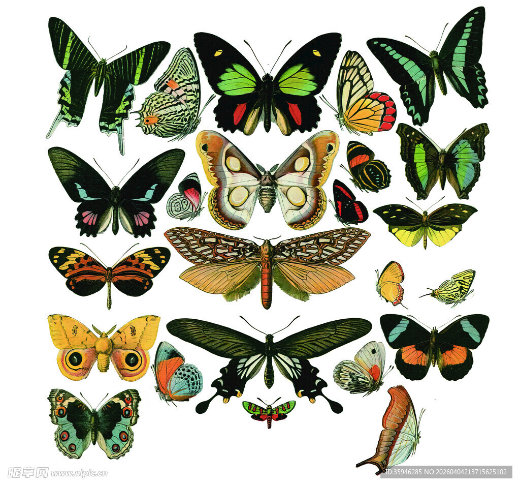 N多彩蝴蝶大集合