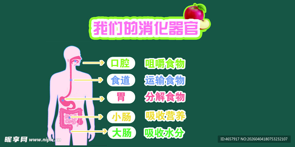我们的消化器官