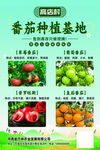 番茄种植基地海报