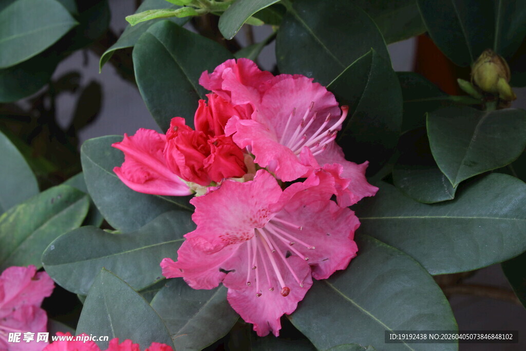 杜鹃花 