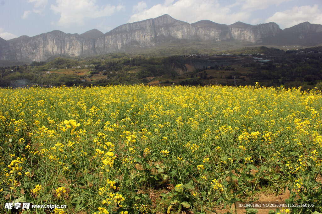 油菜田 花海 绝壁花海