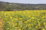 油菜花田  花海  油菜田