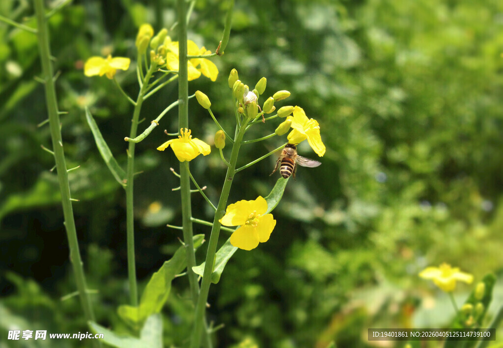采蜜  蜜蜂 采花  风景 