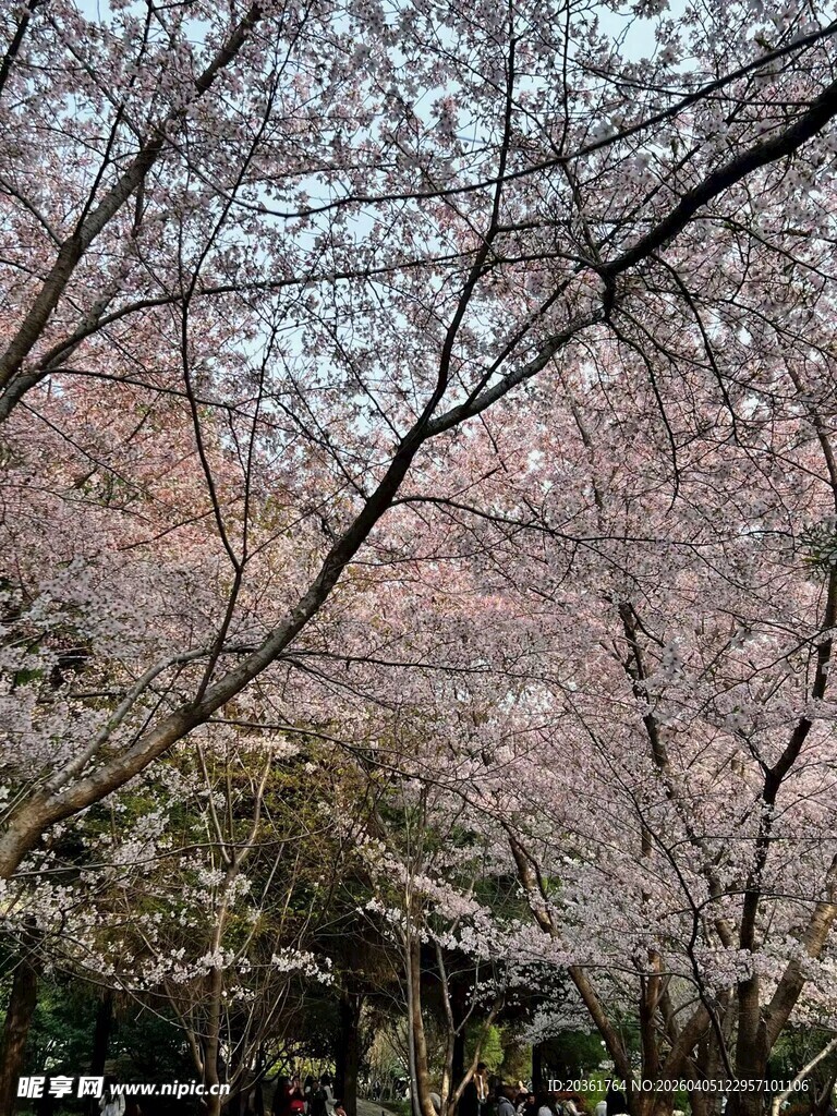 烂漫樱花树景