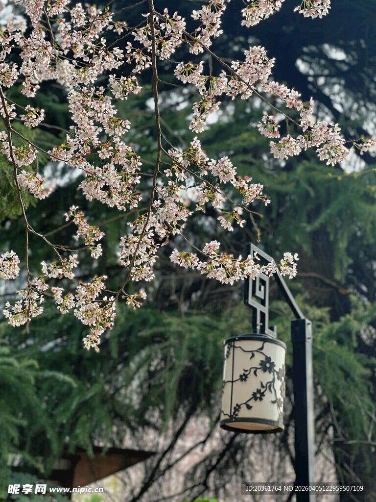 山间繁花伴古朴栈道