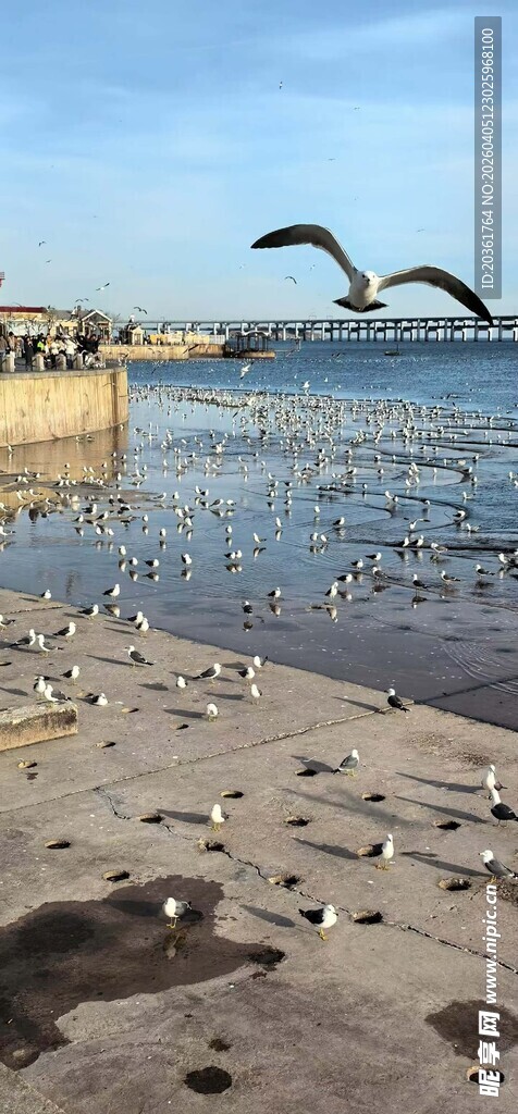 海滨沙滩上的群鸟景观