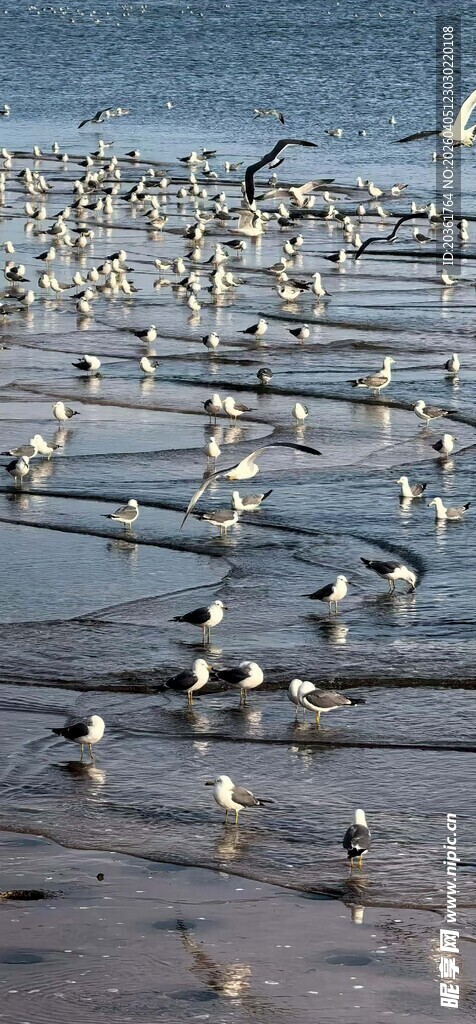 海滩上群集的海鸟