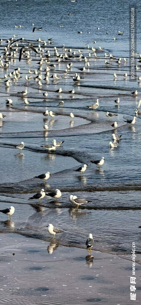 海滩上成群的海鸟